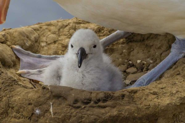 Saunders Island Black-browed albatross and chick